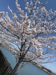 ４月最後の週末ですっ